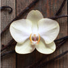 Vanilla Orchid