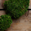 Aged Moss