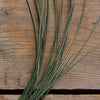 Blue Vetiver