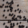 Brazilian Pepper