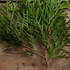 Cypress