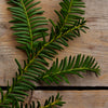 Fir Balsam