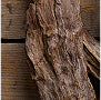 Driftwood