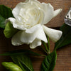 Gardenia Blossom