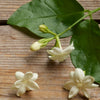 Jasmine