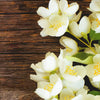 Jasmine