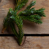 Juniper