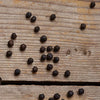 Pepper