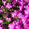 Pink Moss