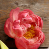 Pink Peony