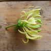 Honeysuckle