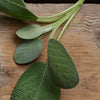 Sage