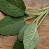 Sage
