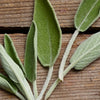 Sage