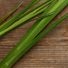 Vetiver